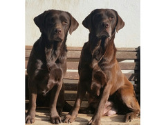 Labrador chocolate con pedigree