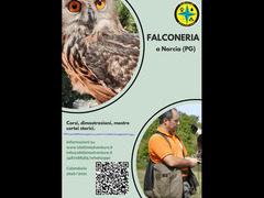 Corso di falconeria 26-27 settembre 2021