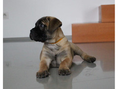 Bullmastiff - puppies with pedigree for sale