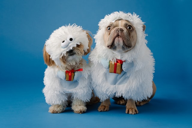 Cani in costumi di Natale