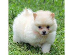 cuccioletti volpini di pomerania