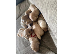 SPLENDIDI CUCCIOLI DI GOLDEN RETRIEVER