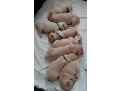 SPLENDIDI CUCCIOLI DI GOLDEN RETRIEVER