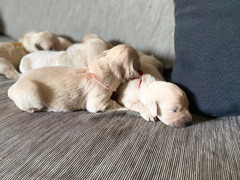 SPLENDIDI CUCCIOLI DI GOLDEN RETRIEVER