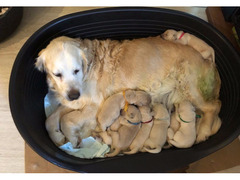 SPLENDIDI CUCCIOLI DI GOLDEN RETRIEVER