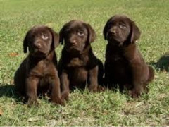 Labrador cuccioli affascinanti