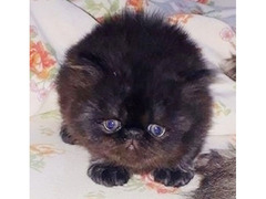 Gattini persiani prenotabili