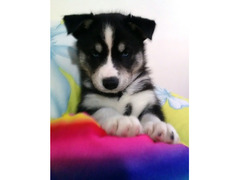 siberian husky