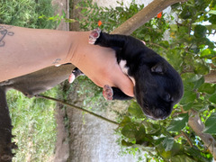 Cuccioli Syberian Husky Cane Corso mix
