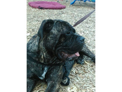 Cuccioli Syberian Husky Cane Corso mix