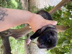 Cuccioli Syberian Husky Cane Corso mix