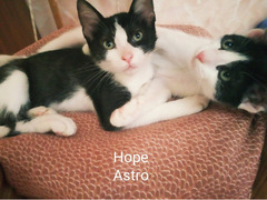 Quattro teneri cuccioli