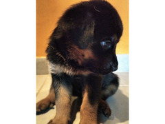 Cuccioli di Rottweiler/Pastore Tedesco
