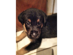 Cuccioli di Rottweiler/Pastore Tedesco