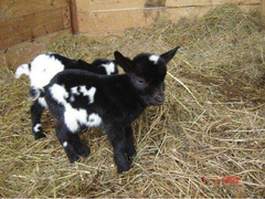 CUCCIOLI CAPRETTA TIBETANA NANA