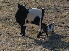 CUCCIOLI CAPRETTA TIBETANA NANA