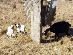 CUCCIOLI CAPRETTA TIBETANA NANA