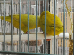 Forpus Coelestis