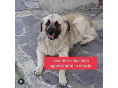 OLIVER SIMIL PASTORE DEL CAUCASO 8 ANNI
