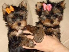 Cuccioli yorkie maschi e femmine