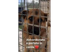 MAX PASTORE TEDESCO 2 ANNI