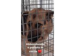 MAX PASTORE TEDESCO 2 ANNI