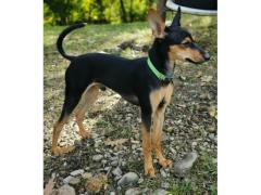 Pinscher nani