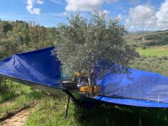 Kit pinza scuotitrice VORTEX GL2 Costruzioni