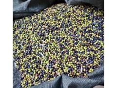Olio oliva pressato a freddo 2022/2023