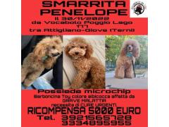 AIUTATECI A RIPORTARE A CASA PENELOPE