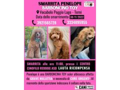 AIUTATECI A RIPORTARE A CASA PENELOPE
