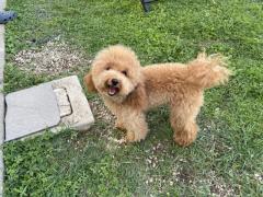 AIUTATECI A RIPORTARE A CASA PENELOPE