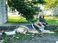Cane Lupo Cecoslovacco