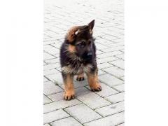 Cuccioli di pastore tedesco