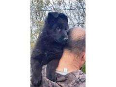Cuccioli di pastore tedesco
