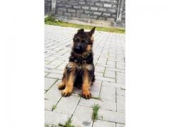 Cuccioli di pastore tedesco