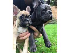 Bellissimi cuccioli di Bouledogue francese
