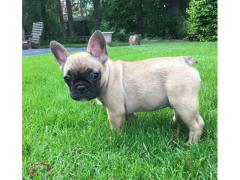 Bellissimi cuccioli di Bouledogue francese