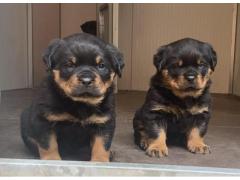 Cuccioli di Rottweiler