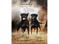 Cuccioli di Rottweiler