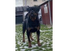 Cuccioli di Rottweiler