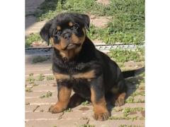 Cuccioli di Rottweiler