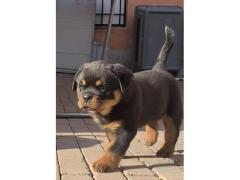 Cuccioli di Rottweiler