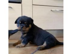 Cuccioli di Rottweiler