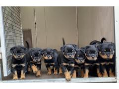 Cuccioli di Rottweiler