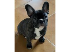 Cuccioli di bulldog francese disponibili