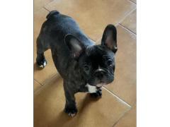 Cuccioli di bulldog francese disponibili