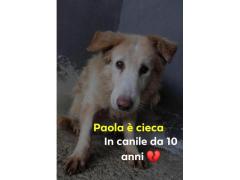 PAOLA 10 ANNI TAGLIA MEDIA CIECA IN CANILE