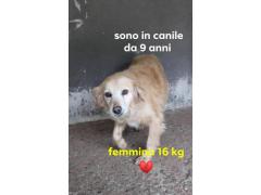 SILVIA 9 ANNI 16 KG   IN CANILE