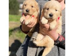 Cucciolata golden retriever americano